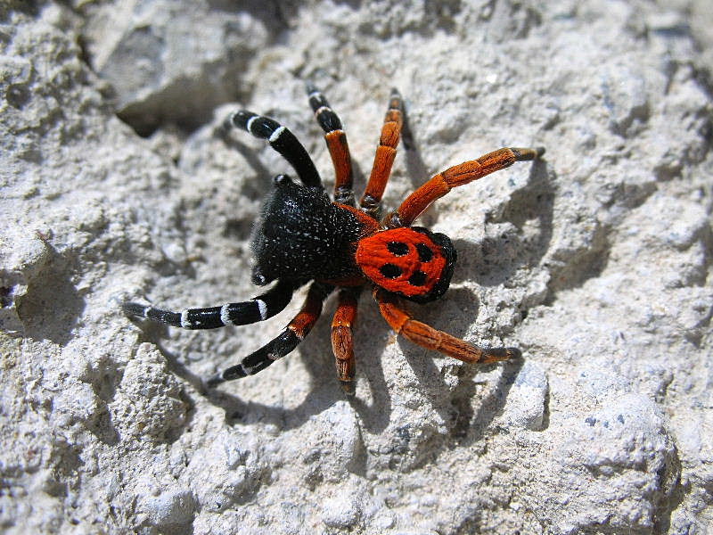 Eresus sp.